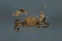 藏品(玲瓏無齒蟹)的圖片